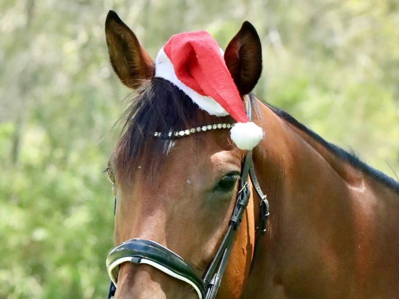 Stunning Bay TB Mare 