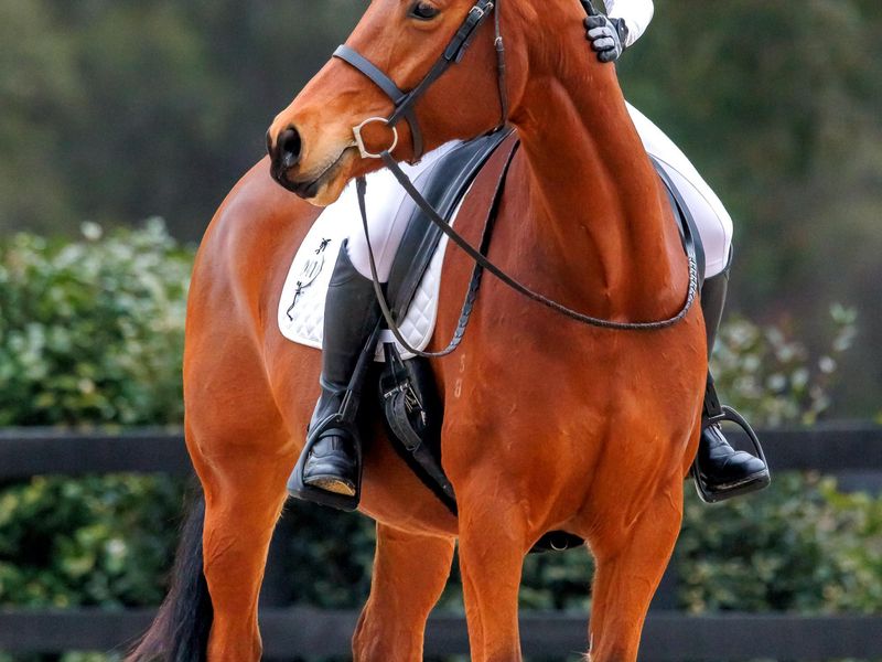 Sweet dressage mare