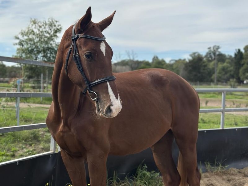 Stunning Diablue Gelding