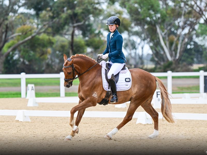 Pony Dressage Gelding 