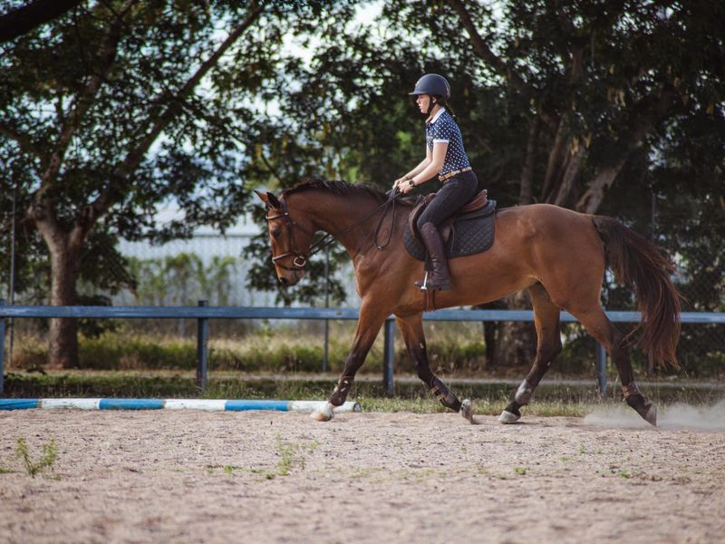 10yo 17hh Warmblood Gelding-Courtland's Callebaut