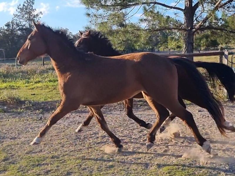 Bay 4yo warmblood gelding by Calavino