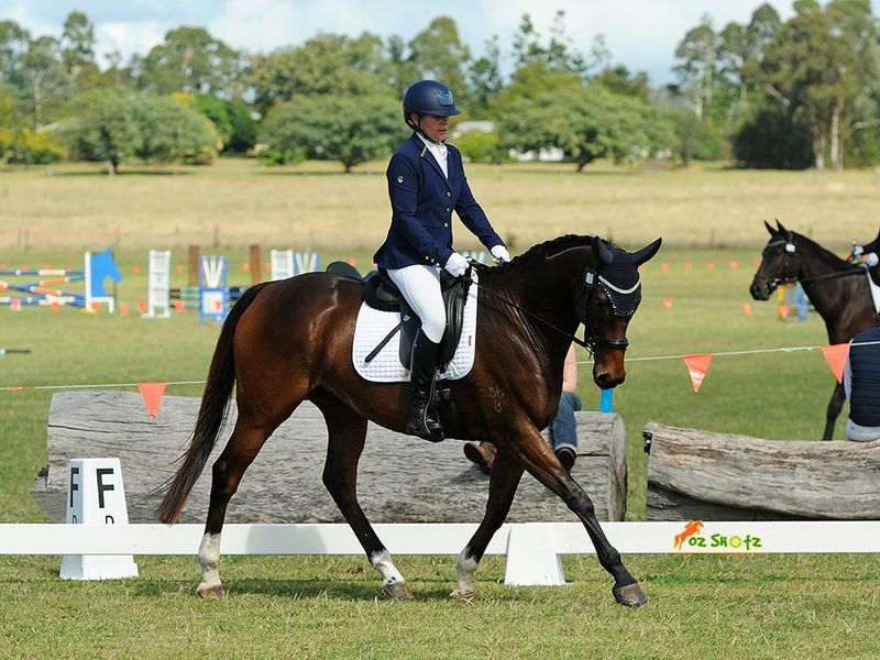 Lovely Natured Gelding