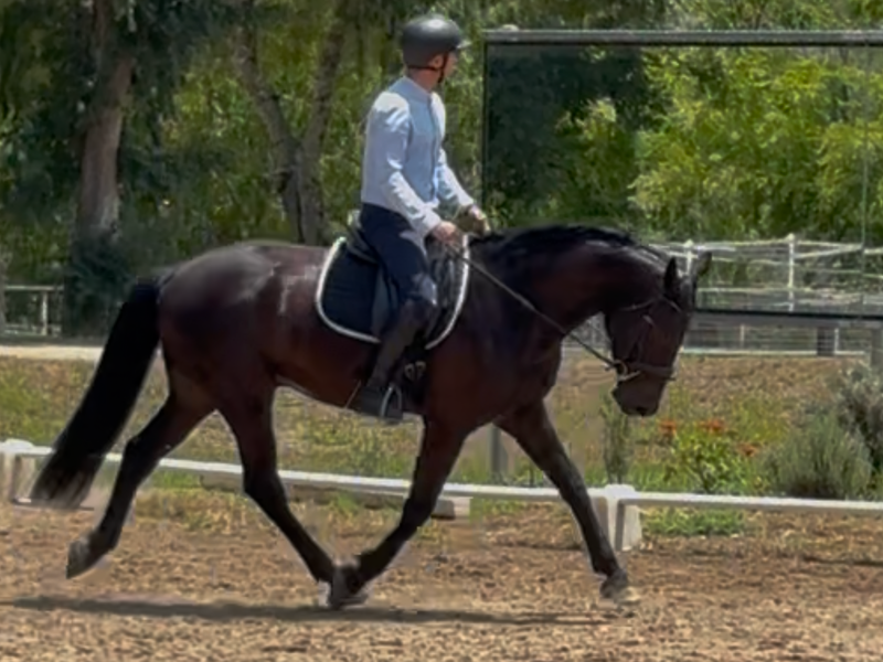 Diarado out of Yalambi's Carpino Z 