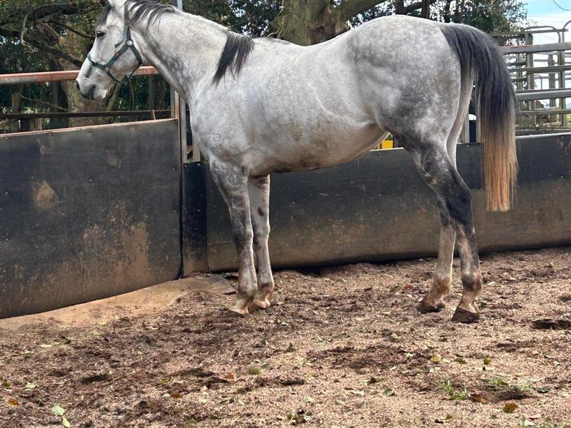 Stunning grey gelding
