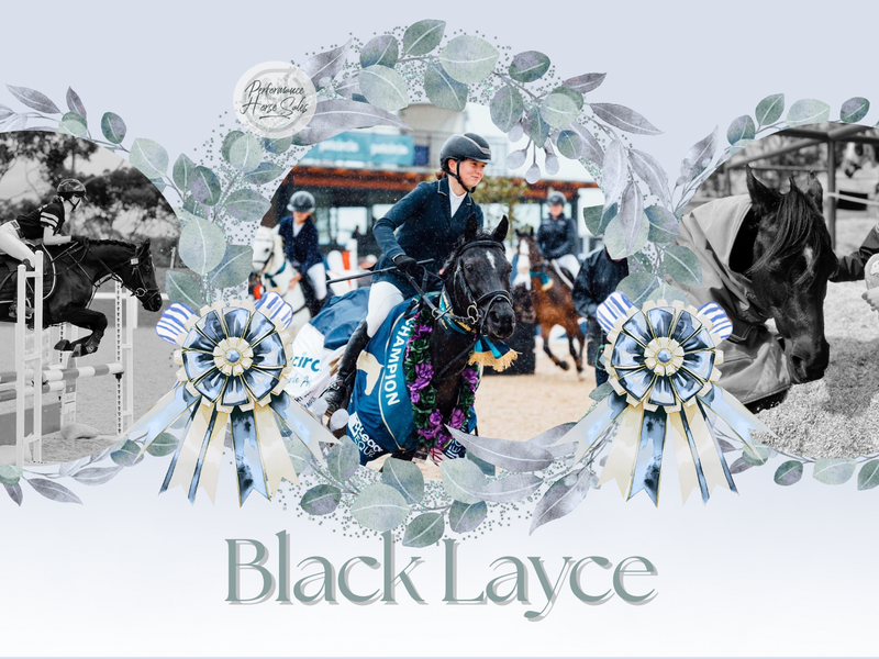 Black Layce - 2025 Australian Champion Showjumper
