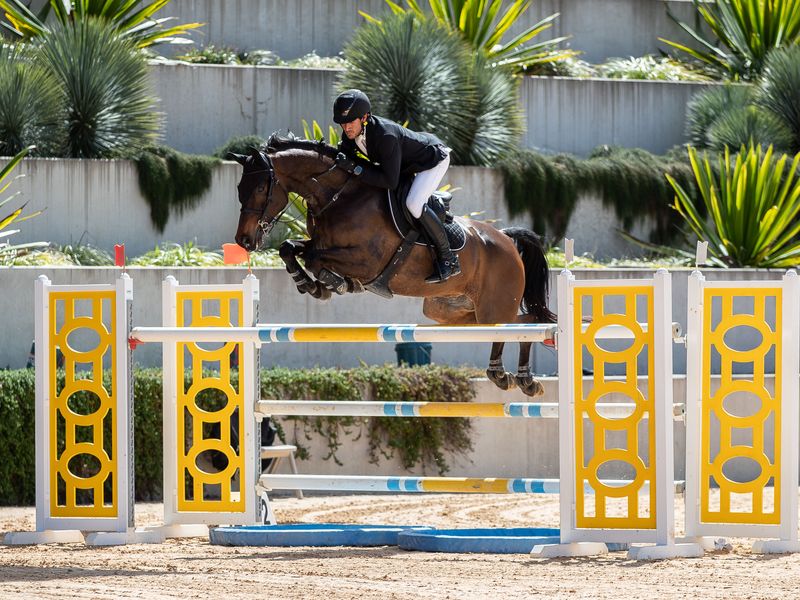 Imported mini prix gelding 