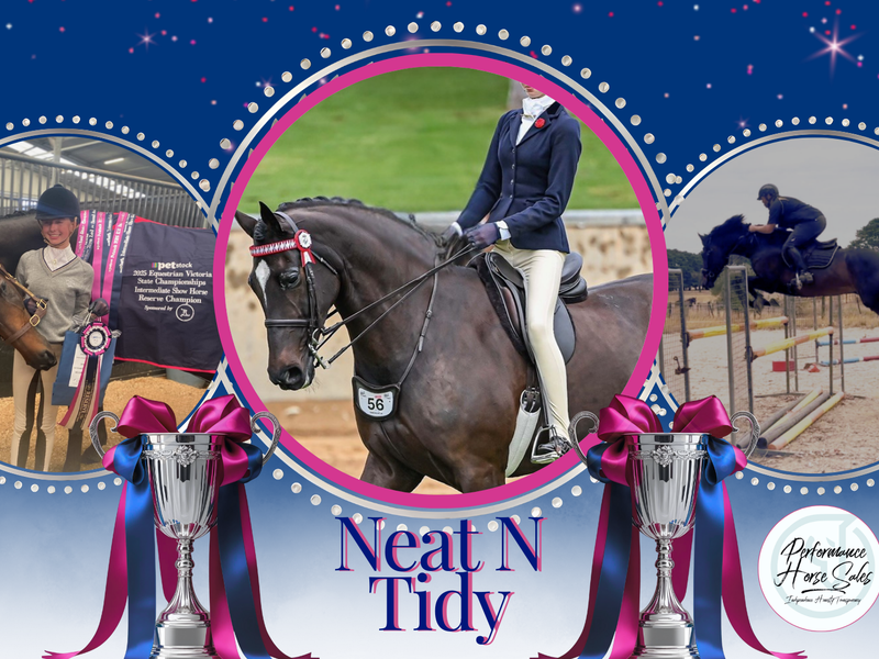 Neat N Tidy - JR YR AMMI dressage SJ Eventer