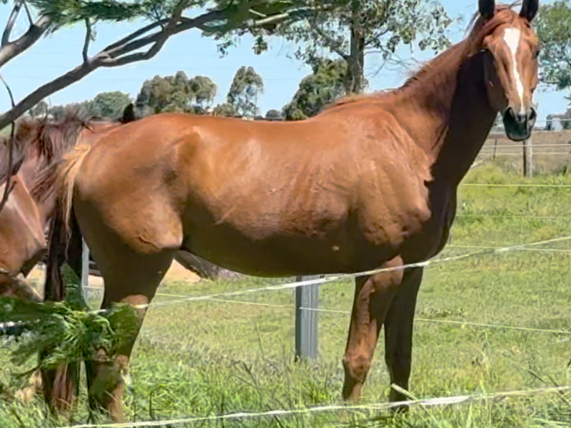 Exceptional 3yo Chestnut by Total Hope – Calm, Tra