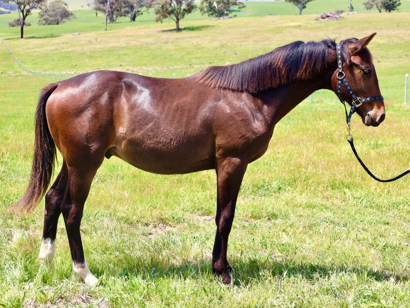 Stunning Colt by Kjento