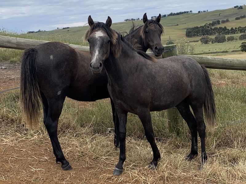 future performance pony