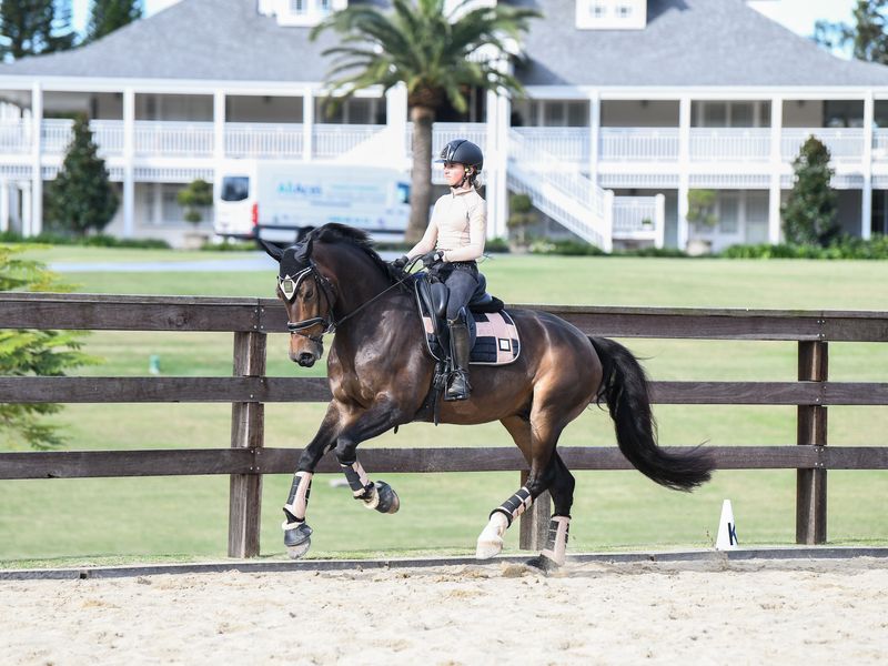 Cardi B- Dressage Schoolmaster