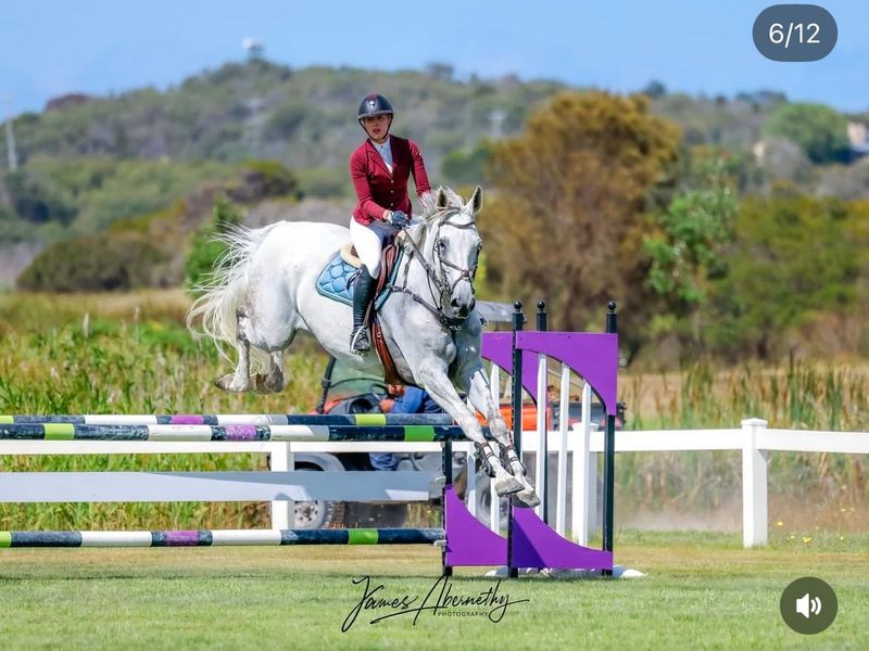 Talented, Athletic WB Gelding