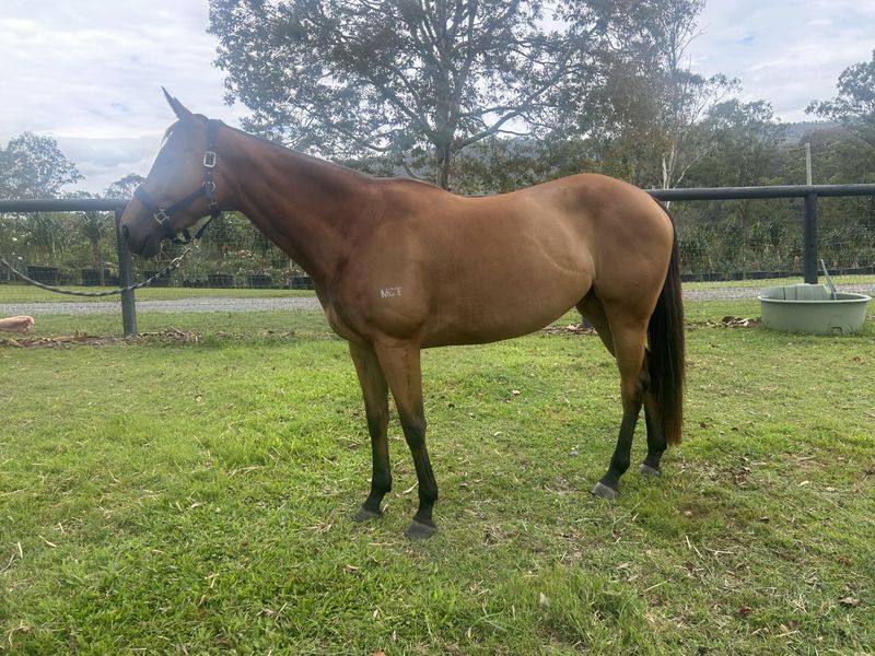 Sweet natured OTT mare