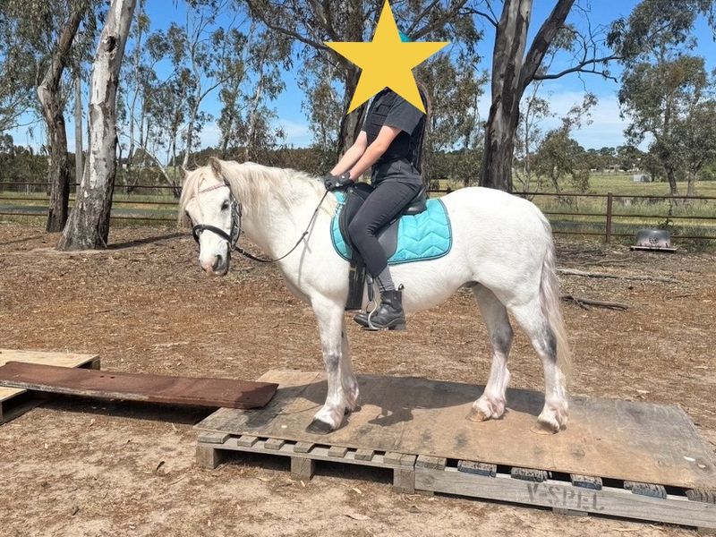 Kid’s and Mum’s dream pony