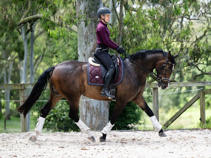 Stunning Warmblood Mare