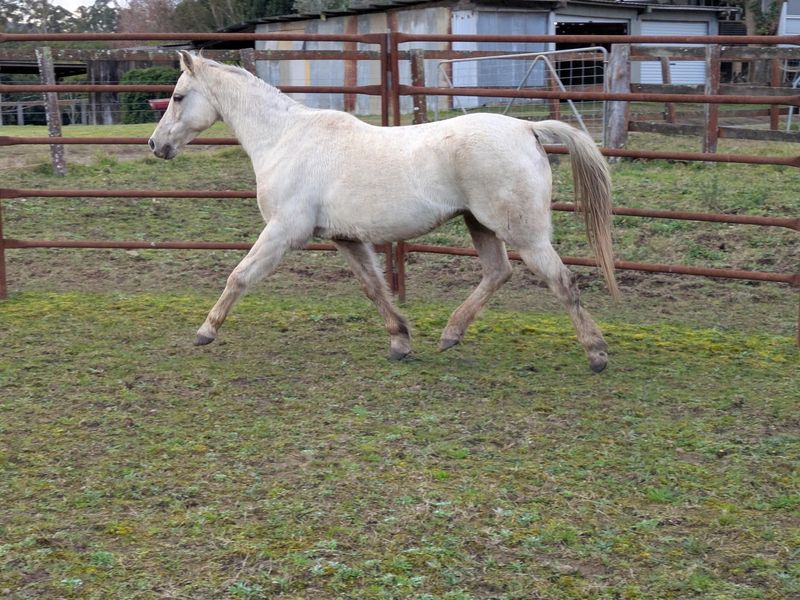 Palomino Welsh B broodmare