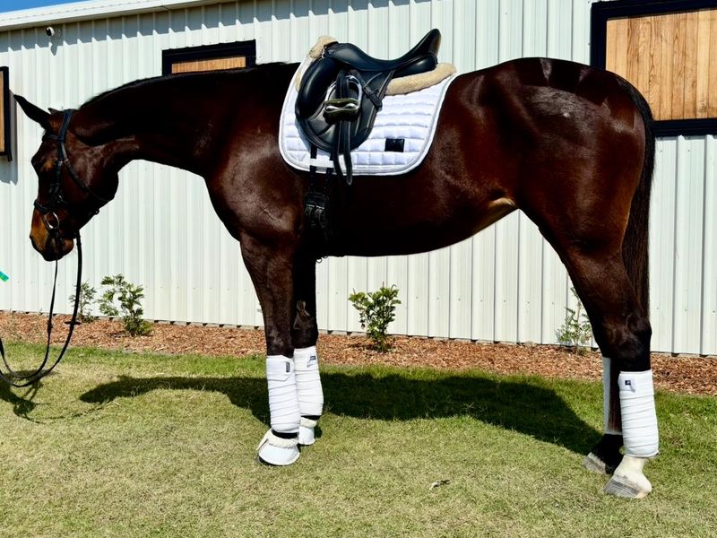 Sound, Sane, Safe Warmblood Mare