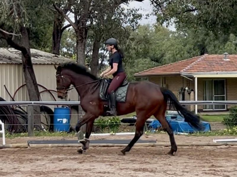 Big Bold Athletic Gelding