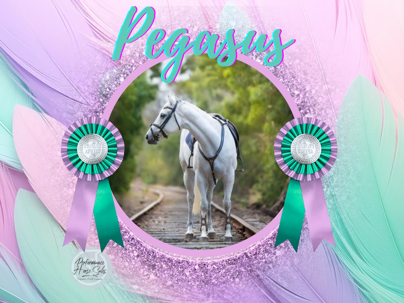 Pegasus - lovely grey QH x TB allrounder