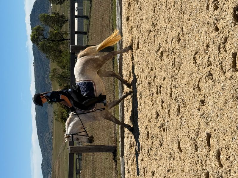 🌟 3yo Grey Welsh Pony – 11.2hh 🌟