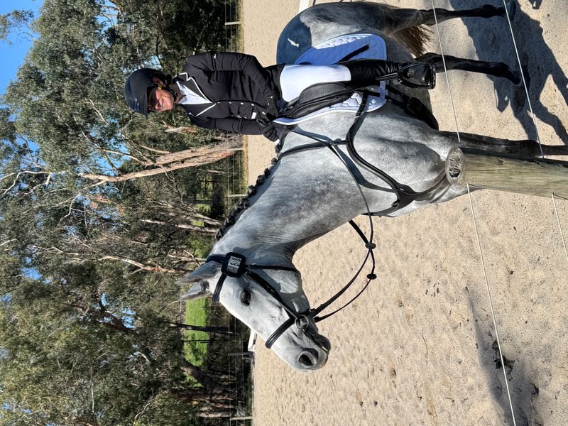 Beautiul Dapple Grey 6yo Mare