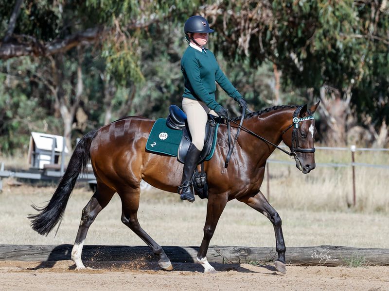 Quality All-Rounder Mare – Confidence Builder