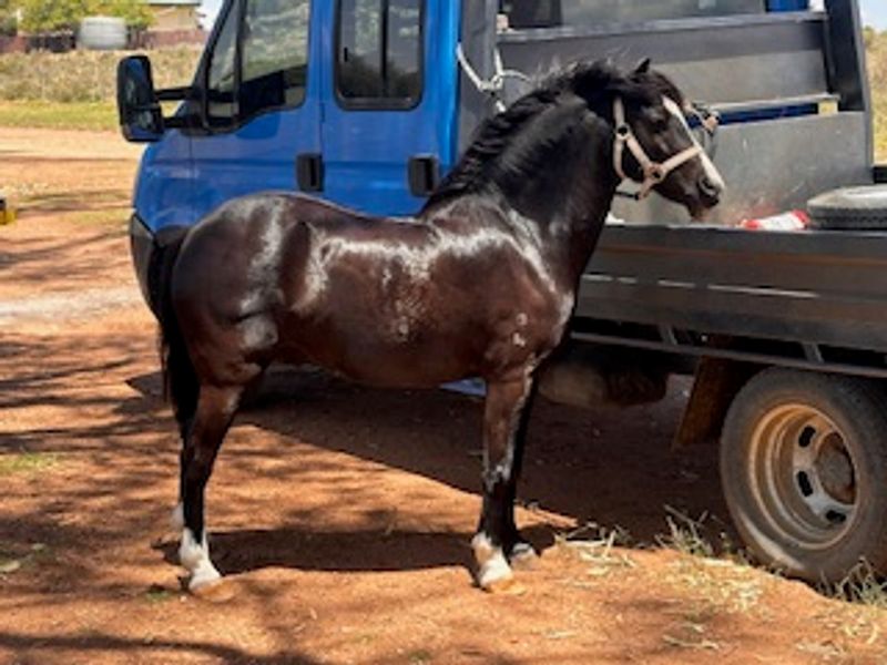 BEST PONY EVER - GREAT CHRISTMAS PRESENT!