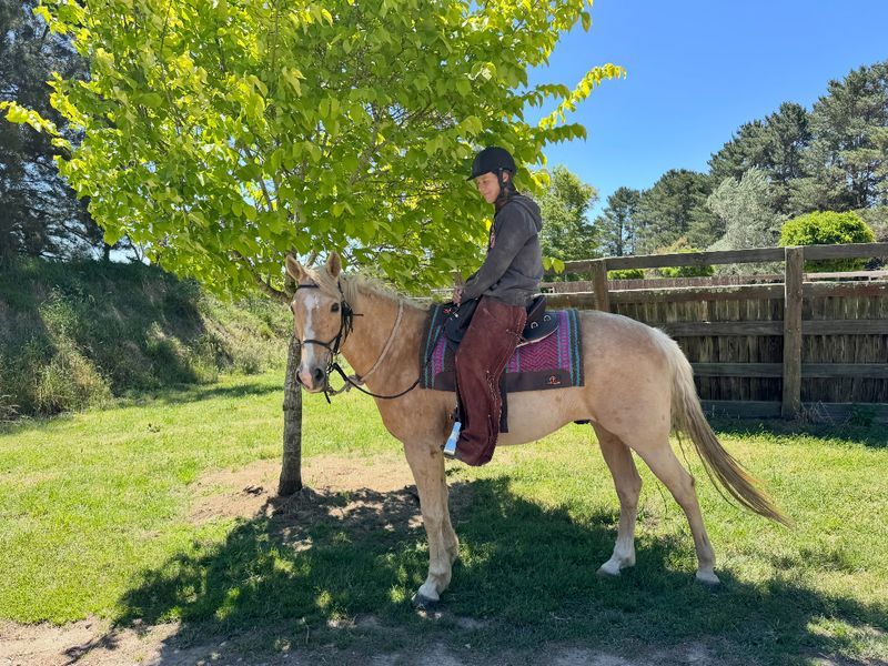 Palomino Stockhorse for trail riding 15hh