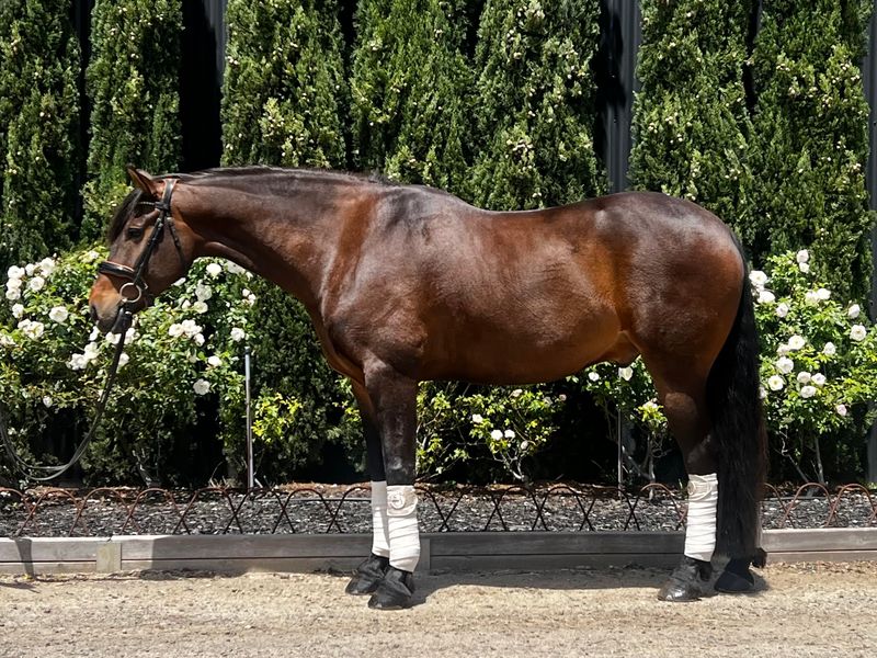 Exceptional 8yo Friesian x gelding 