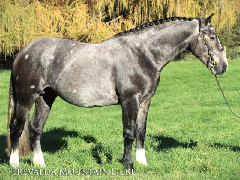 Trevalda Mountain Duke