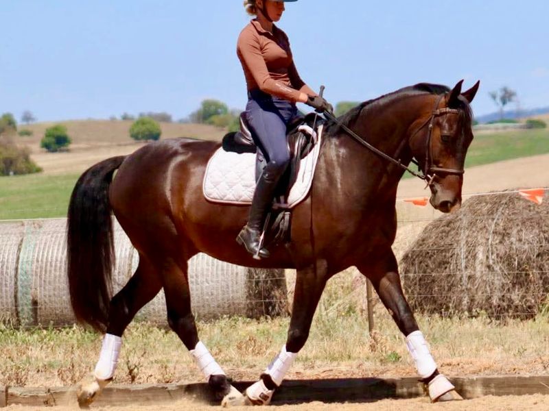 Henbury Cambridge - Quality Cachassini II gelding 