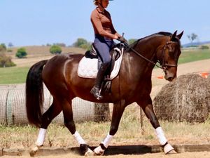 Henbury Cambridge (1-12-2019)