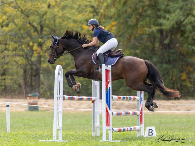 Showjumper - Warmblood - Gelding - 8yo 