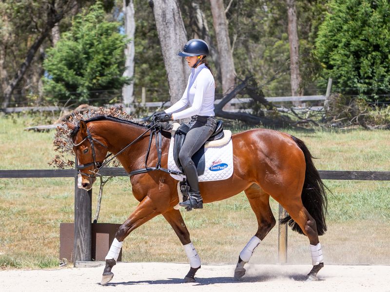 High Quality Thoroughbred with Potential 