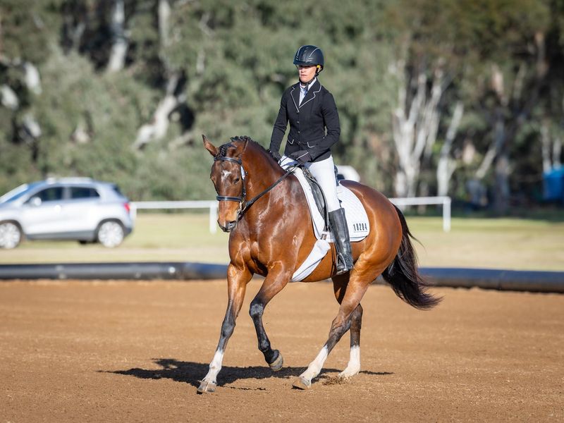 Promising Little Mare with Bling