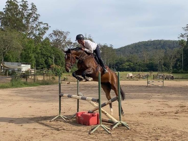 Talented Warmblood filly