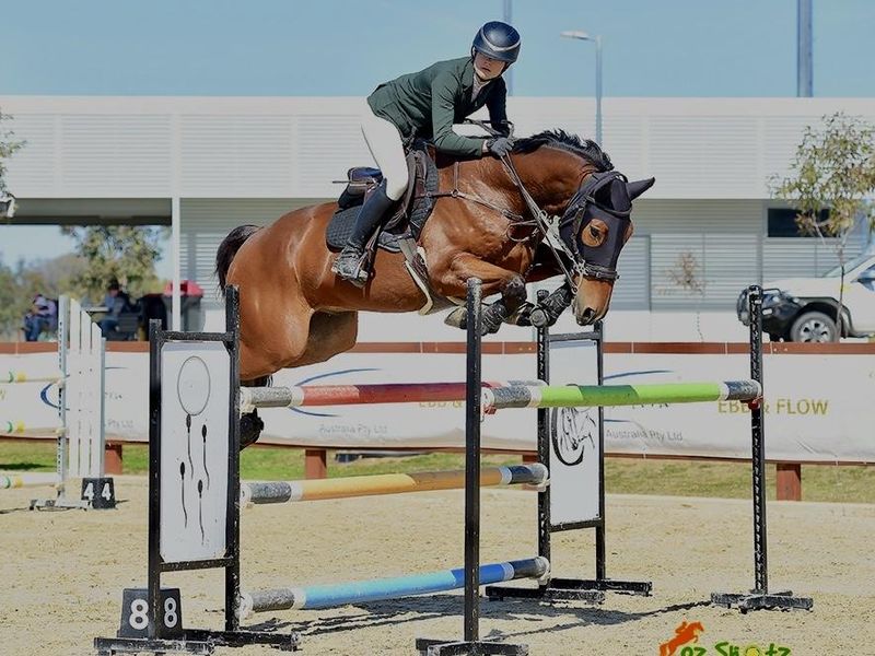 Talented 130 showjumper with scope to burn