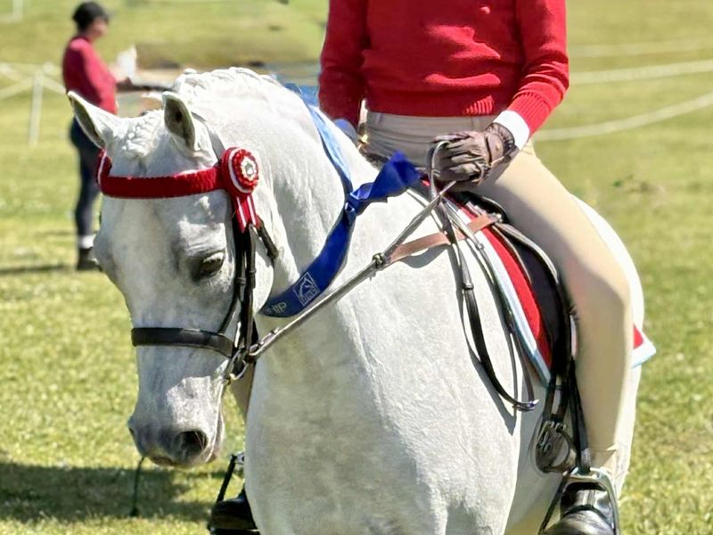 All Rounder proven Kids Pony 