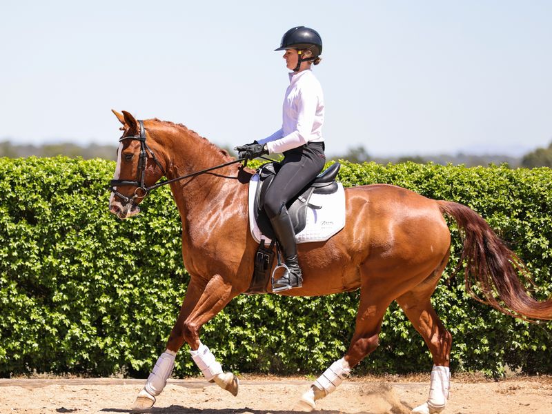 Sensible Dressage warmblood for a smaller rider 