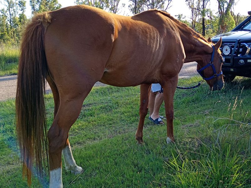 Tb Mare OTT since 2018 12yo