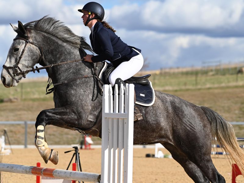 Cera Charisma x ISH young mare