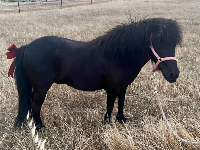 Beautiful kids pony mare