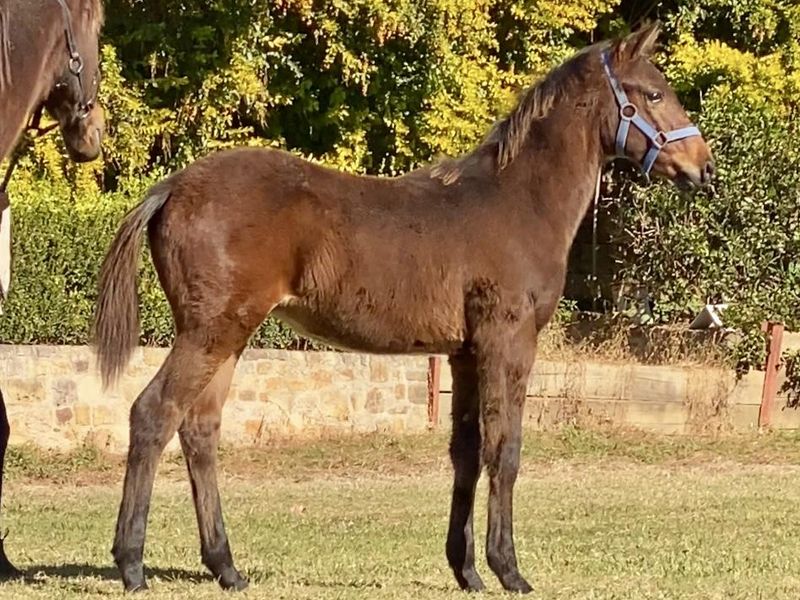 Wimborne Constable foal. Gelded and ready to go