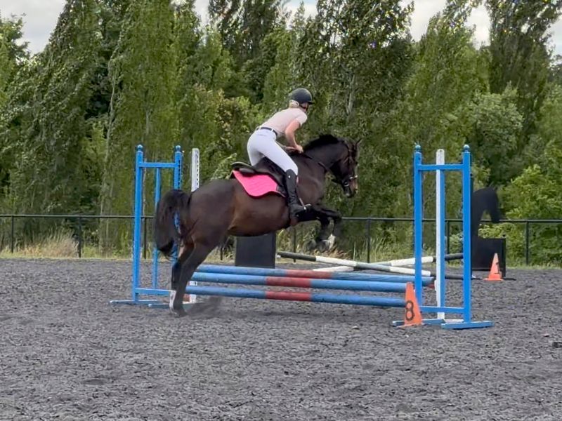 Unregistered 14.2hh 6yo ASH mare