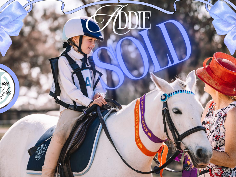 SOLD - Addie - wonderful 2nd/3rd pony allrounder