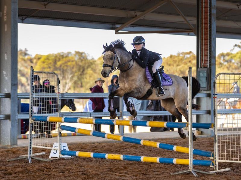 Springwater Dustyn- Competitive Juniors Dream Pony