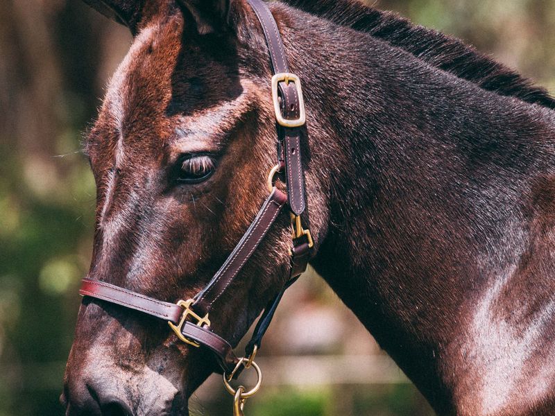 4yr old Pony Mule Gelding 