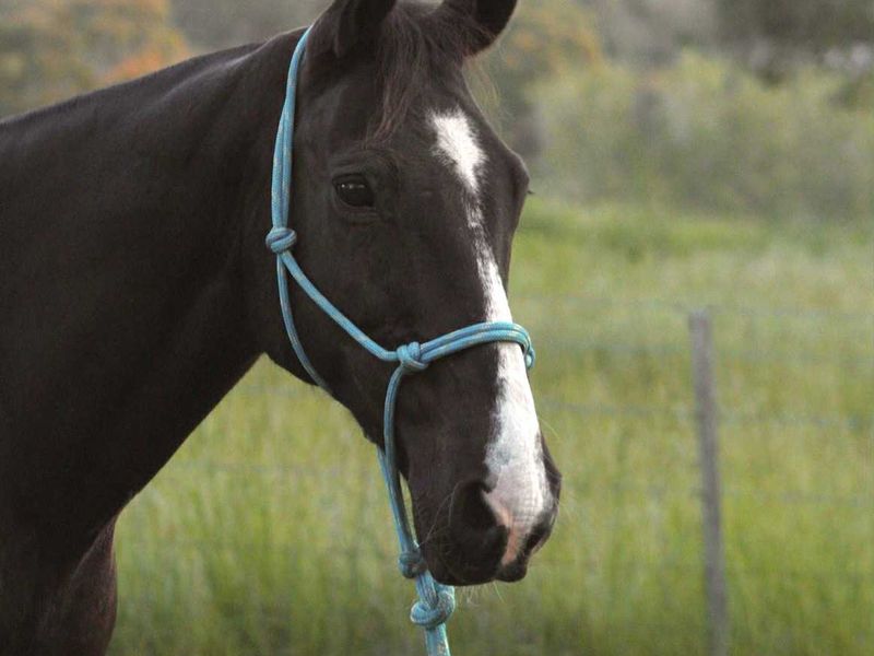 Kind All Rounder - Spartan