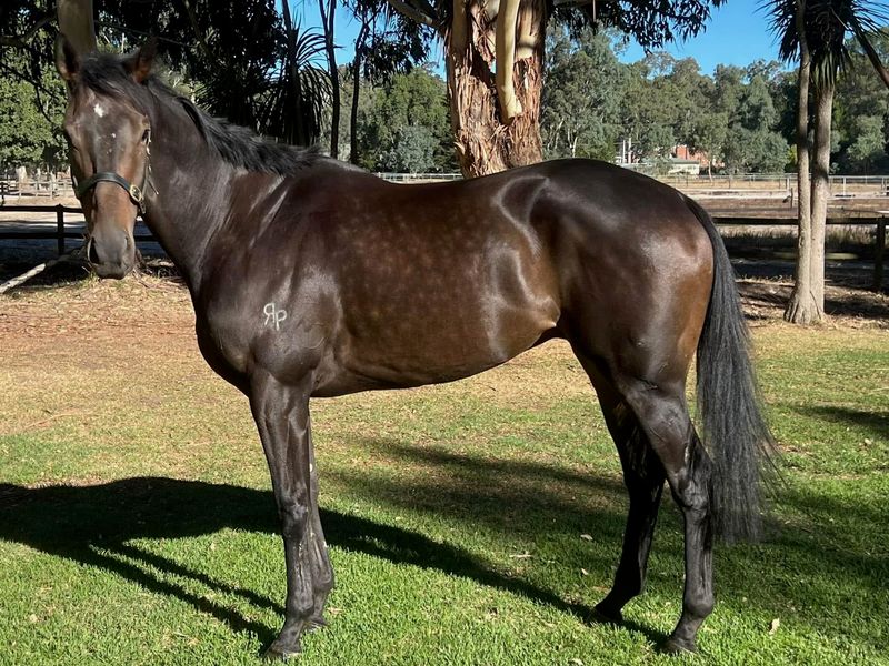 Kind, Sensible Gelding - Potential Plus!